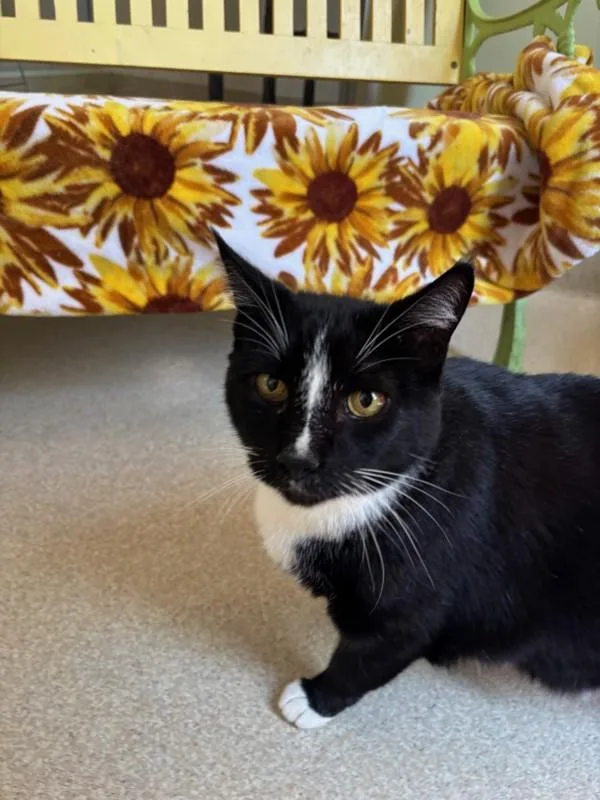 An adult small-sized male Domestic Short Hair cat named Tortilla Chip for adoption in Santa Rosa, CA