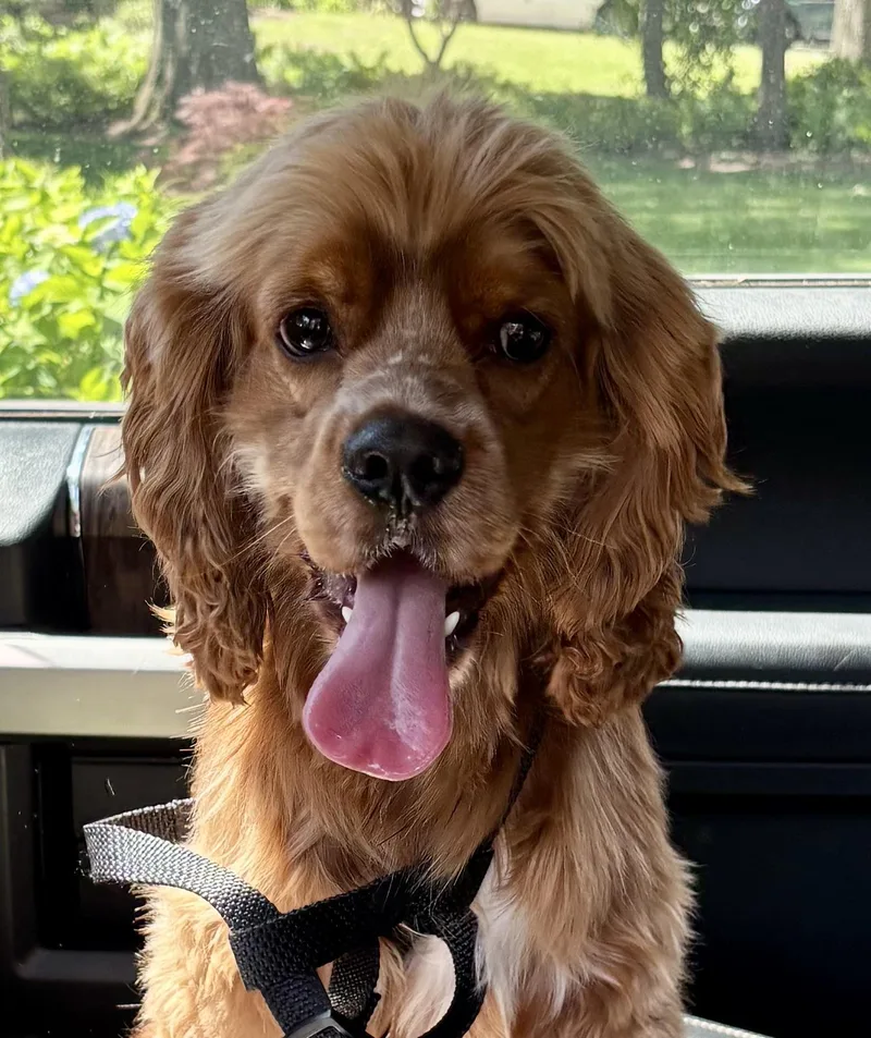 A young small-sized male Cocker Spaniel dog named Doki for adoption in Paramus, NJ