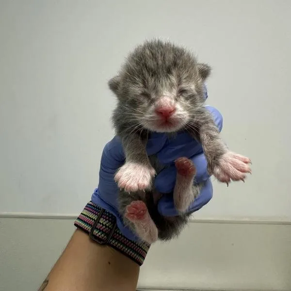Milo