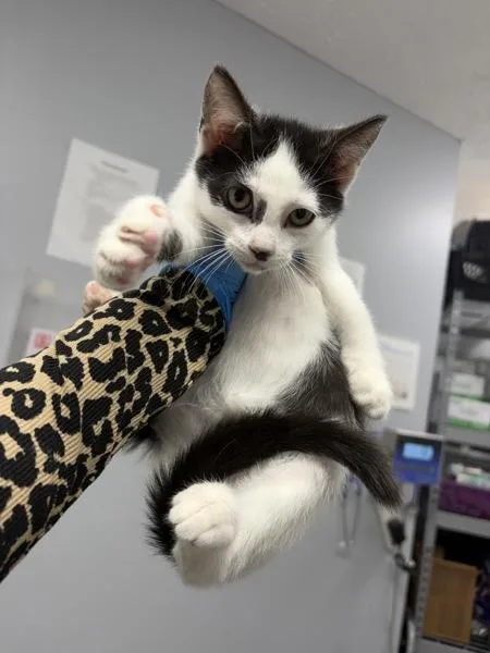 A baby small-sized male Domestic Short Hair cat named Pristiq for adoption in Morristown, TN