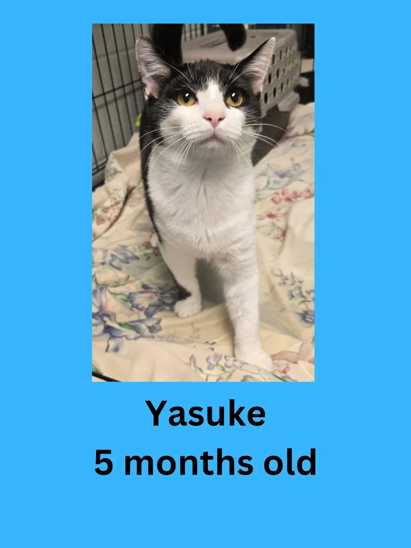 A young small-sized male Black & White / Tuxedo Domestic Short Hair cat named Yasuke for adoption in Ravenna, OH