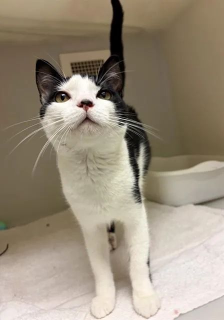 A young medium-sized male Domestic Short Hair cat named Jeffrey for adoption in Statesville, NC
