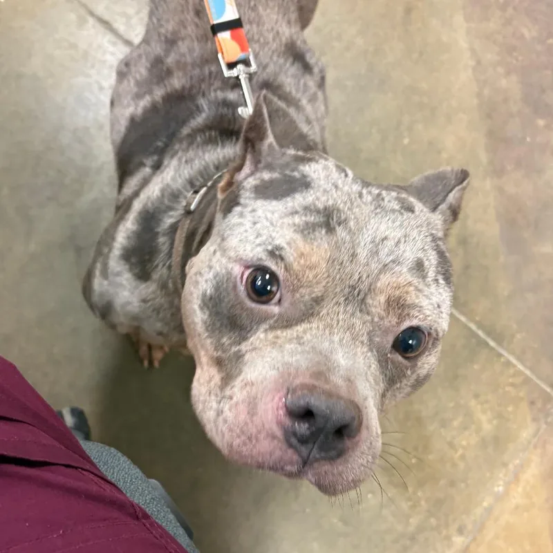 A senior medium-sized female Gray / Blue / Silver English Bulldog dog named Pinky Rou U for adoption in Tupelo, MS