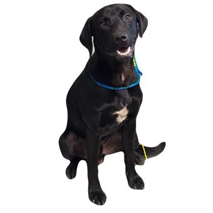 A young medium-sized male Labrador Retriever dog named Nacho for adoption in Red Bluff, CA