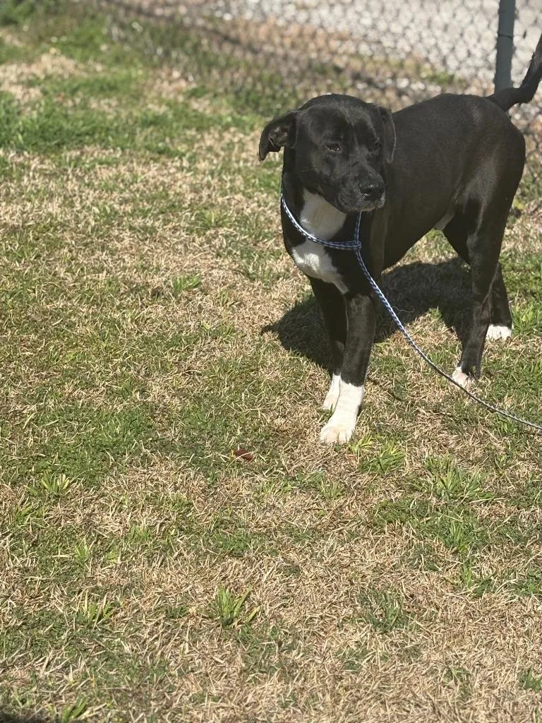 A young large-sized male Mixed Breed dog named Yoyo for adoption in Effingham, SC