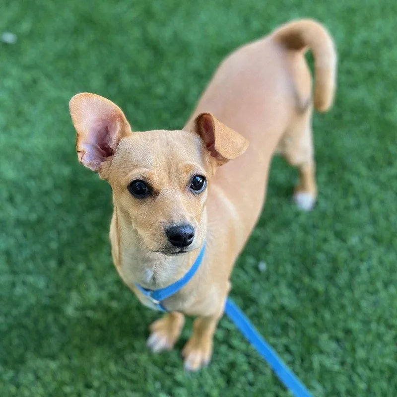 A young small-sized female Chihuahua dog named Precious for adoption in Burlingame, CA