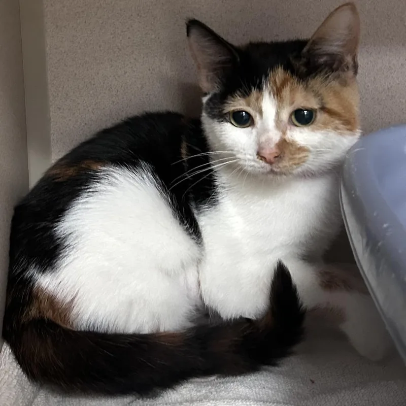 A baby small-sized female Calico Domestic Short Hair cat named Wilma for adoption in Lakeland, FL