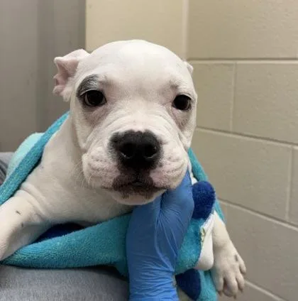 A baby small-sized male American Bulldog dog named Inchworm for adoption in Westland, MI