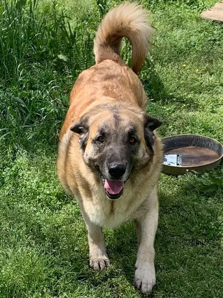A young extra large-sized male Mixed Breed dog named Mr. Brown for adoption in Fond Du Lac, WI