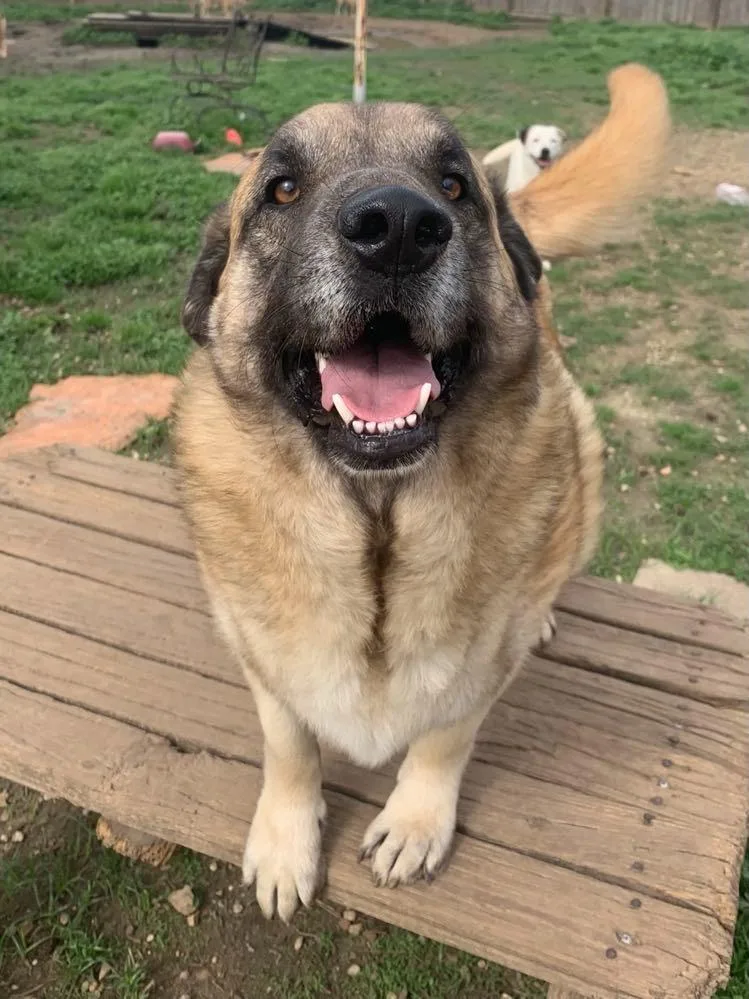 Mr. Brown thumbnail 2