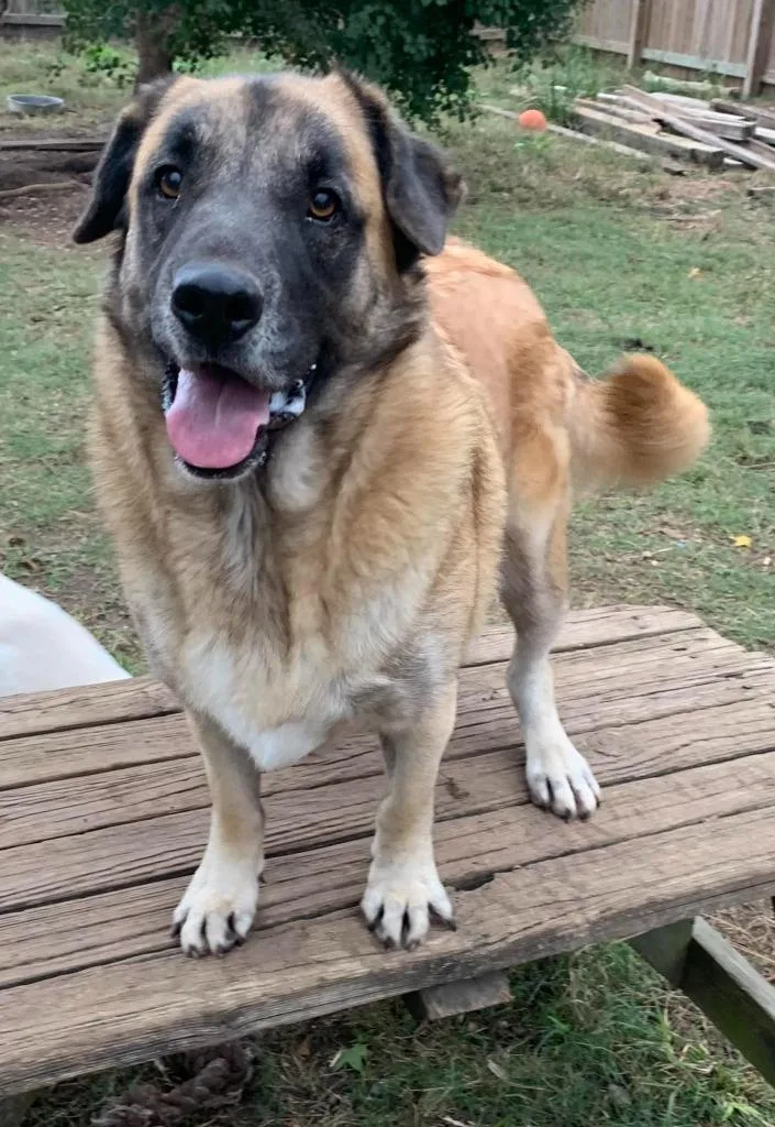 Mr. Brown thumbnail 4