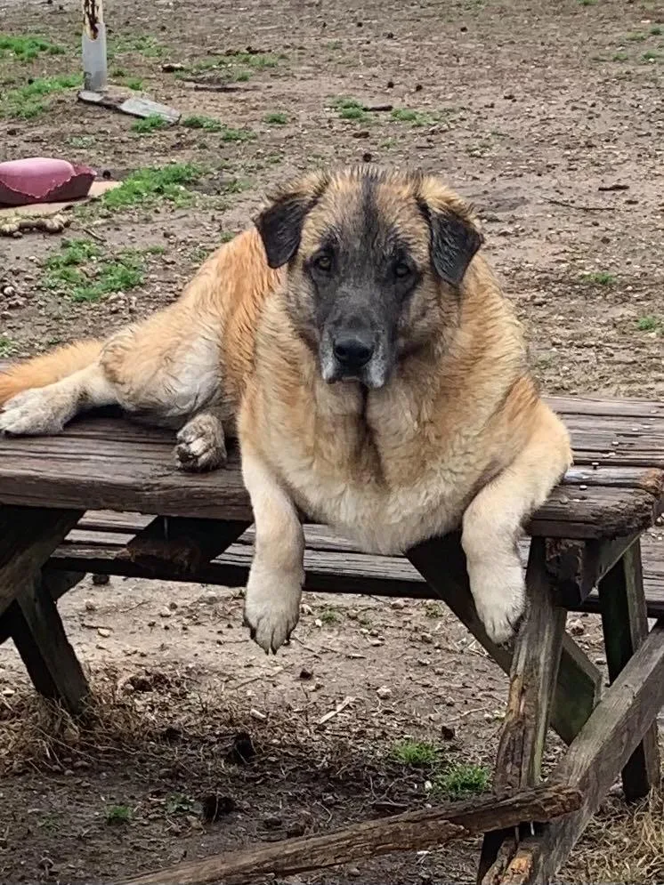 Mr. Brown thumbnail 5