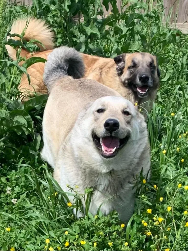 Mr. Brown thumbnail 6