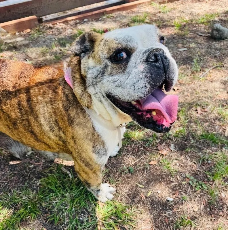 An adult medium-sized female Brindle American Bulldog dog named Melon for adoption in Valley Village, CA