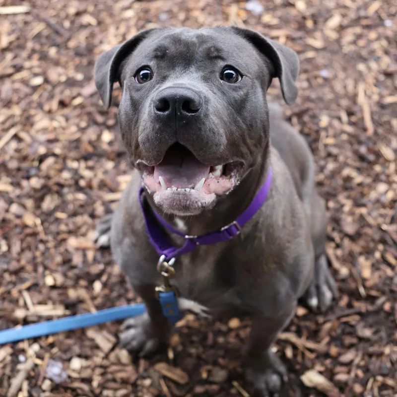 Clarence thumbnail 2