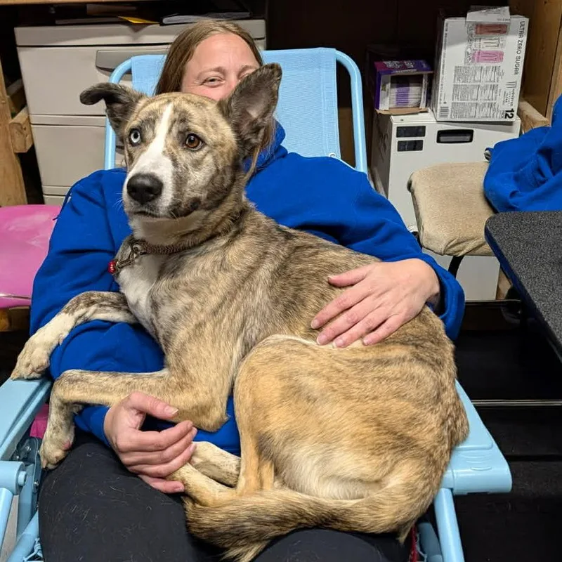 An adult medium-sized female Yellow / Tan / Blond / Fawn Mixed Breed dog named Lucille for adoption in Edwardsville, IL