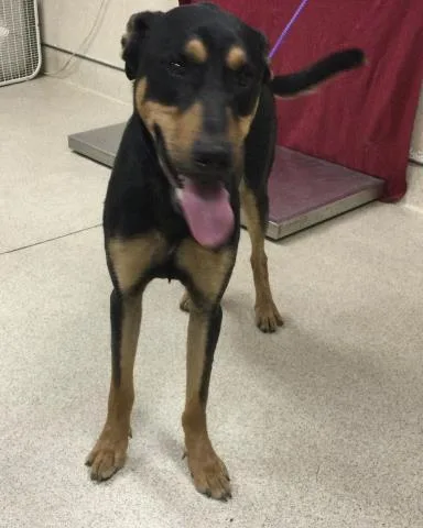 A young large-sized male Doberman Pinscher dog named Buckaroo for adoption in Riverside, CA