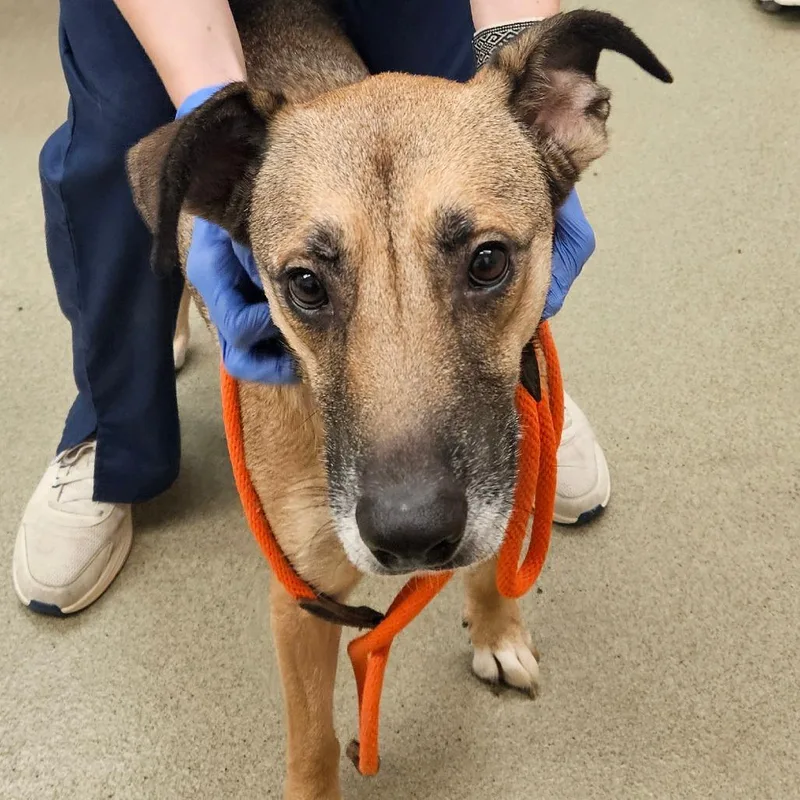 A senior medium-sized female Sable Shepherd dog named Stormi for adoption in Birdsboro, PA