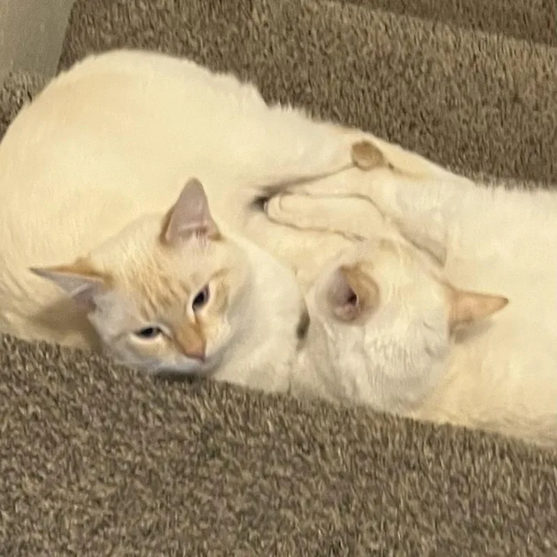 Snowball & Zuess
