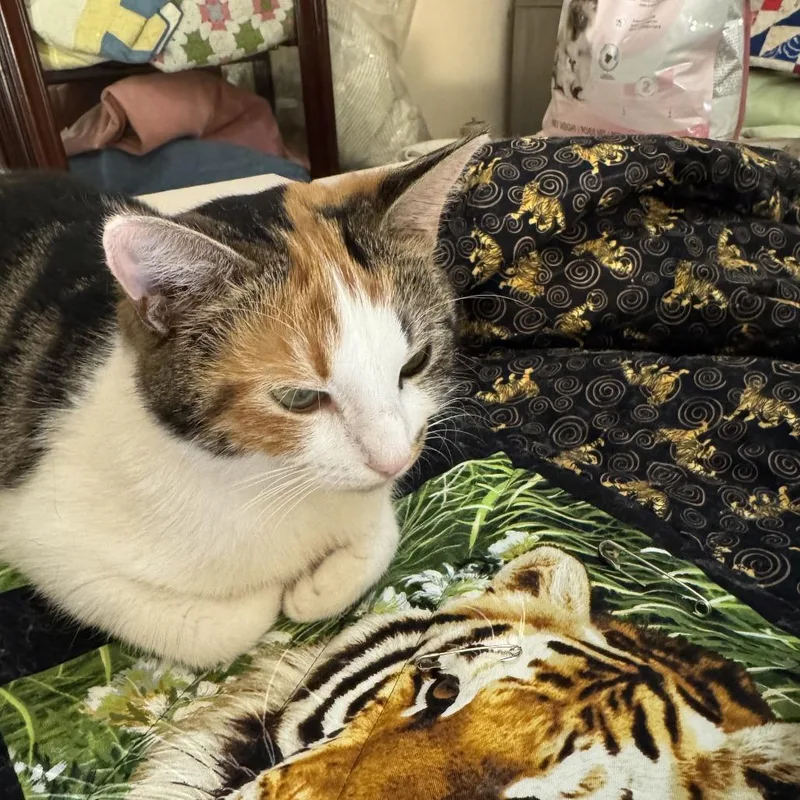 Tabitha thumbnail 5