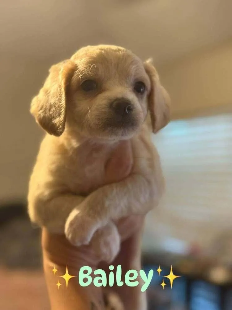Bailey