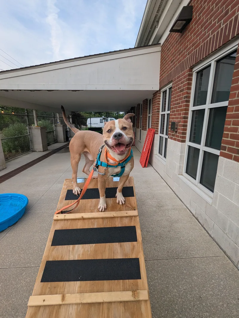 An adult large-sized male Pit Bull Terrier dog named Chico for adoption in Stratford, CT