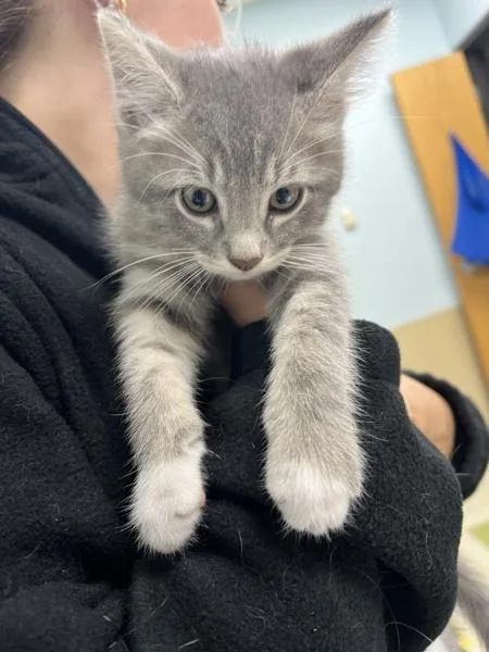 A baby small-sized male Domestic Short Hair cat named King George for adoption in Sioux City, IA