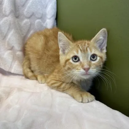 A baby small-sized male Domestic Short Hair cat named Tito Jackson for adoption in Janesville, WI