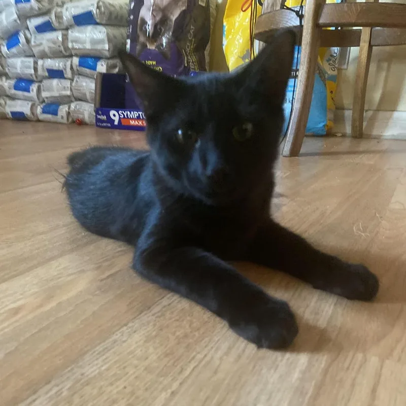 A baby small-sized female Black Domestic Medium Hair cat named Neube for adoption in Long Beach, CA