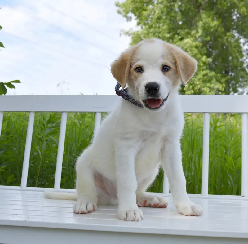 A baby medium-sized male Great Pyrenees dog named Classic Authors Litter for adoption in Savage, MN