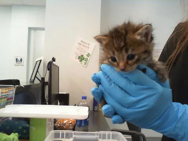 A baby small-sized female Domestic Short Hair cat named Soba for adoption in Charlotte, NC