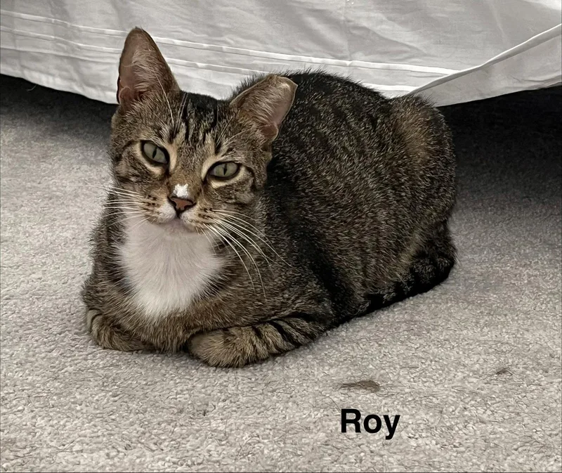 An adult medium-sized male Brown / Chocolate Domestic Short Hair cat named Roy & Siegfried .. for adoption in Apopka, FL