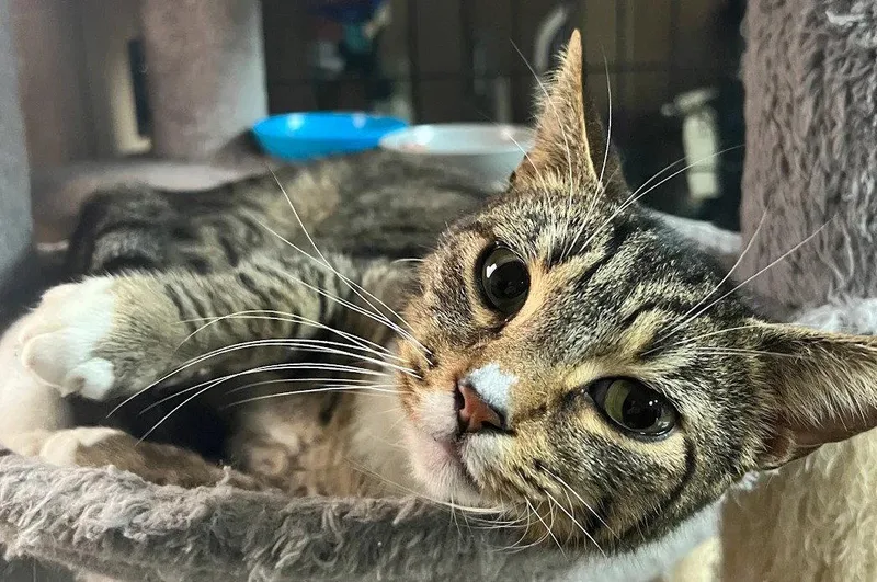 Roy & Siegfried .. thumbnail 3