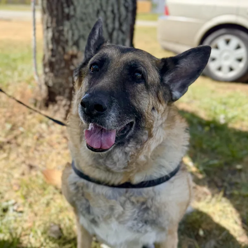 A senior large-sized female Black German Shepherd Dog dog named Iridessa for adoption in Columbia, SC