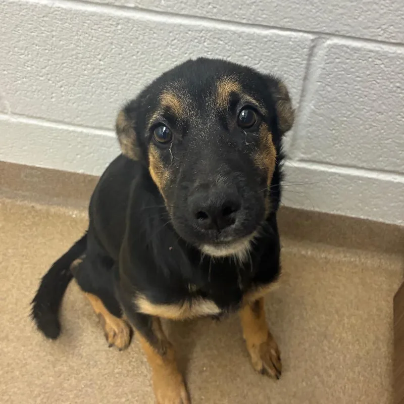 A baby small-sized female Black Shepherd dog named Trixie for adoption in Corpus Christi, TX