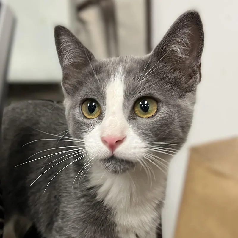 A baby medium-sized male Gray & White Domestic Short Hair cat named Cody for adoption in Shingletown, CA