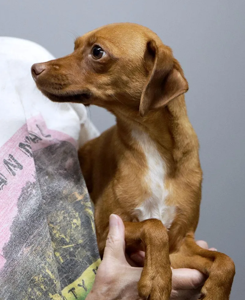 A young small-sized female Brown / Chocolate Dachshund dog named Starbright for adoption in Kansas City, KS
