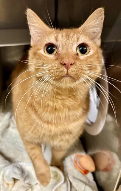 A young medium-sized female Domestic Short Hair cat named Holly for adoption in York, SC
