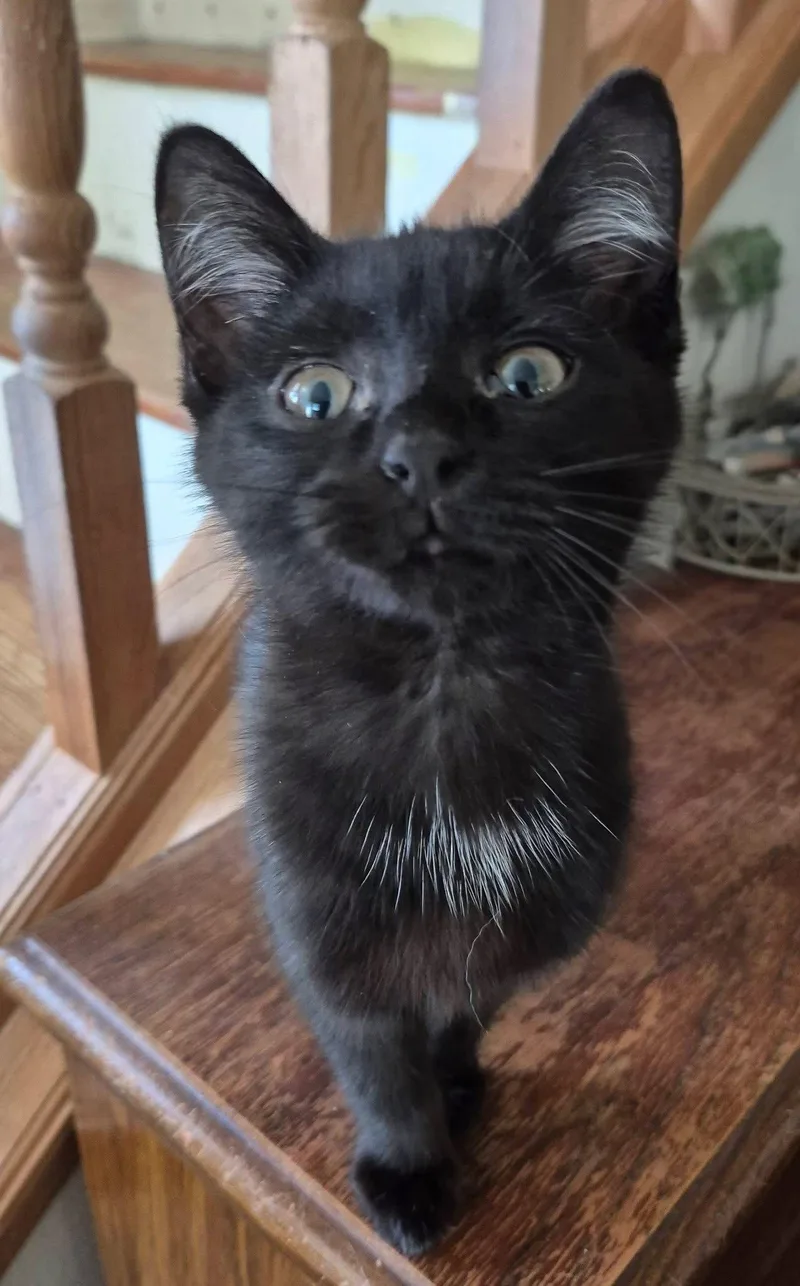 A baby medium-sized female Black & White / Tuxedo Domestic Short Hair cat named Silvia for adoption in Germantown, OH