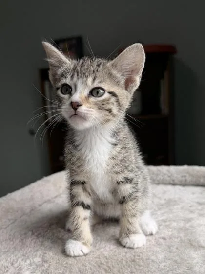 A baby small-sized female Domestic Short Hair cat named Mochi for adoption in Barnesville, GA