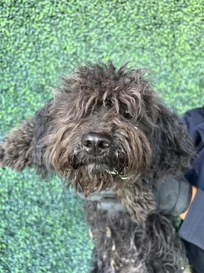 An adult small-sized male Black Terrier dog named 61586078 for adoption in El Paso, TX