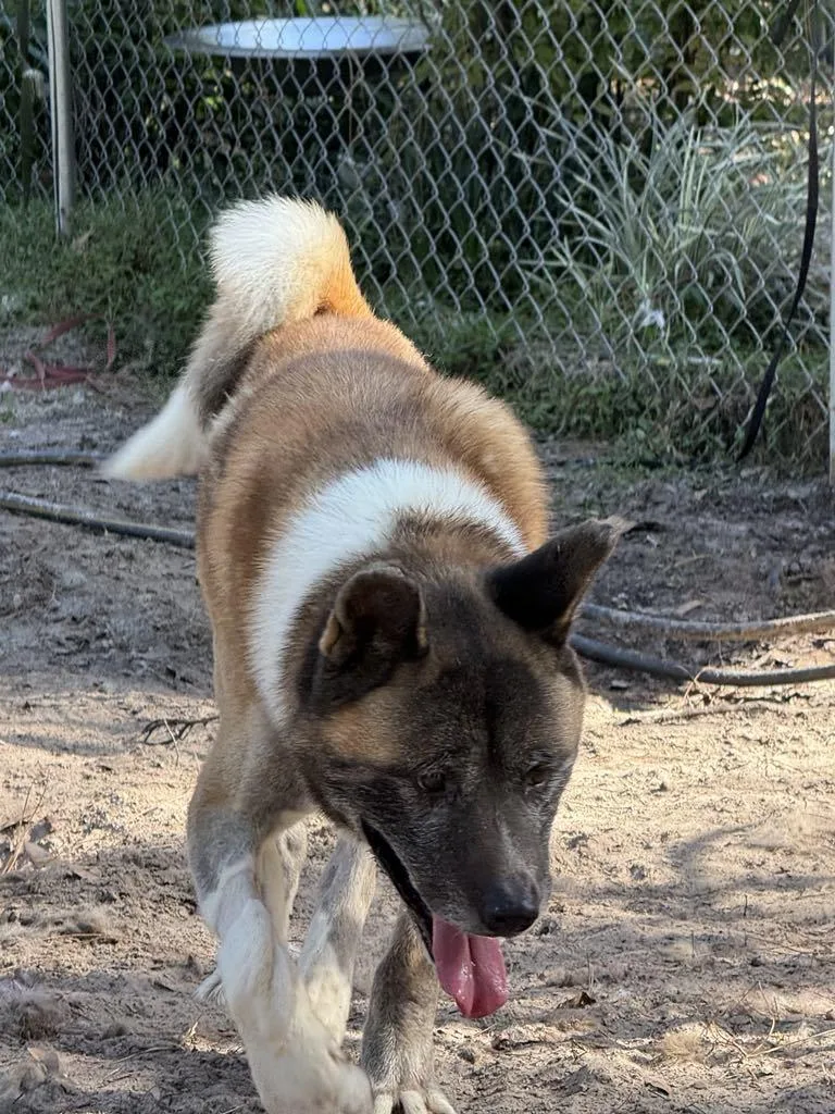 Leon Russel thumbnail 2