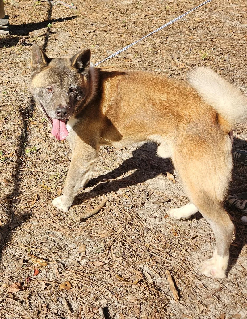 Leon Russel thumbnail 3