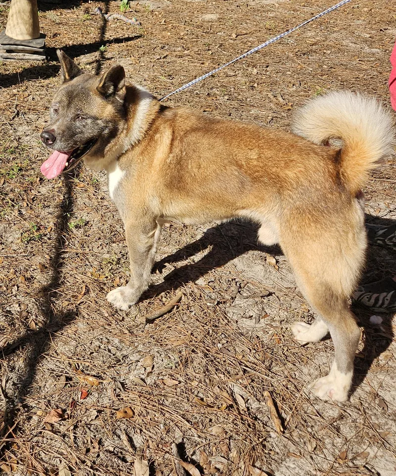 Leon Russel thumbnail 4