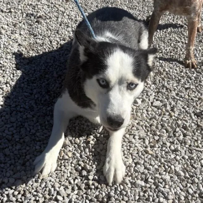 A baby small-sized female White / Cream Siberian Husky dog named Holiday for adoption in Normal, IL