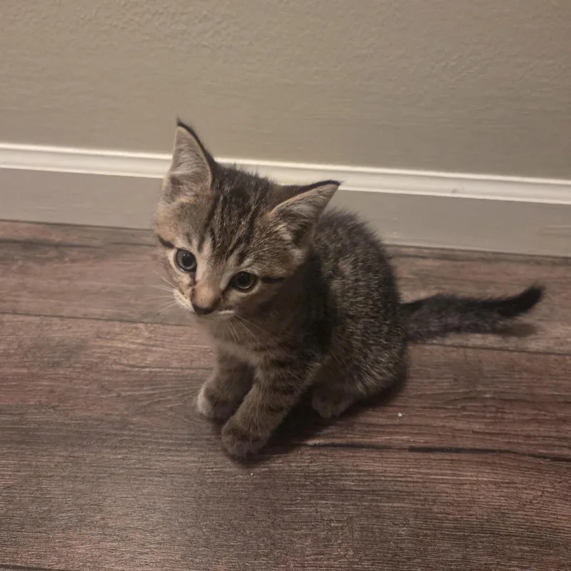 A baby small-sized female Domestic Short Hair cat named Callic for adoption in Columbia, MO