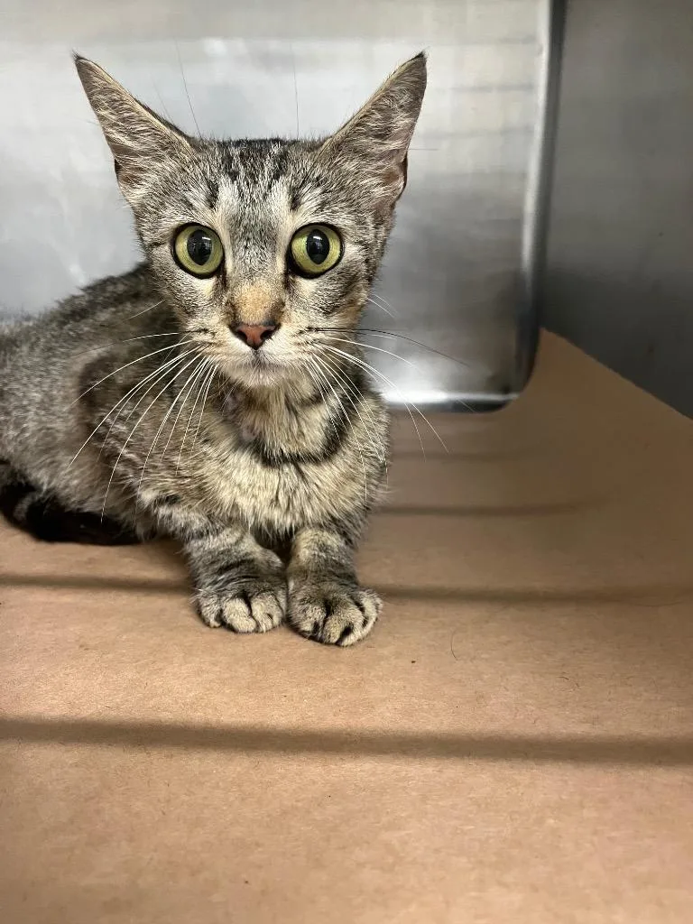 A young large-sized female Domestic Short Hair cat named Daisy Mae for adoption in Cartersville , GA