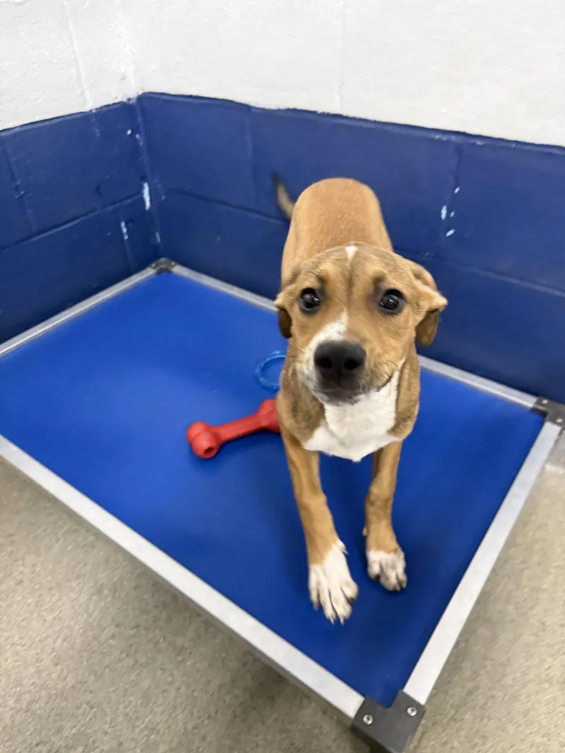 A young medium-sized male Terrier dog named Cooper mo AVA for adoption in Sterling, MA