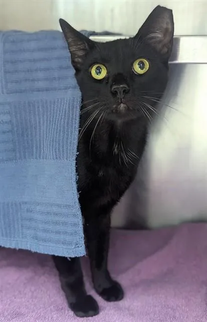 An adult large-sized male Domestic Short Hair cat named Atlas for adoption in Fort Lauderdale, FL