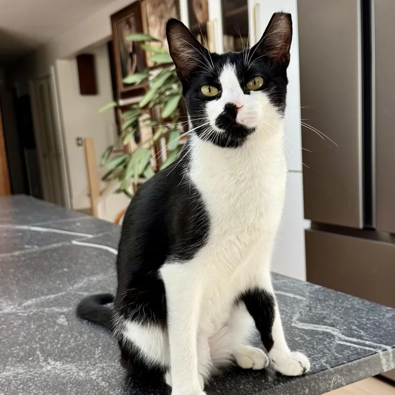 A young small-sized female Domestic Short Hair cat named Bonita for adoption in New Albany, OH